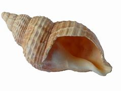 Image result for Coquillage Allongé