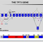 Image result for P53 Gene Exon