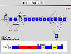 Image result for TP53 Exons