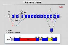 Image result for TP53 Exon 7 Gene Sequence