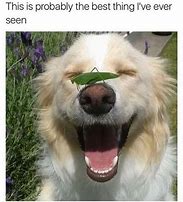 Image result for Wholesome Animals