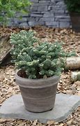 Image result for Abies koreana Blue Emperor