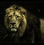 Image result for Cool Lion Profile