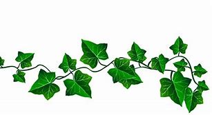 Image result for Growing Vine Clip Art