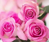 Image result for Beautiful Pink Roses Love Flowers