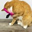 Image result for DIY Catnip Toys