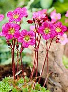 Image result for Saxifraga arendsii Blütenteppich