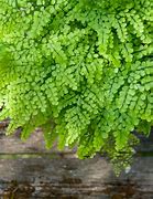 Adiantum venustum に対する画像結果