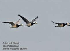 Image result for Branta leucopsis