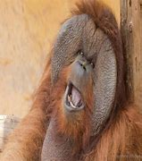 Image result for Crazy Animal Pictures