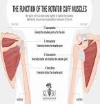 Image result for Rotator Cuff Muscles Injury