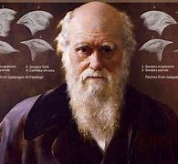 Image result for Darwin Concort