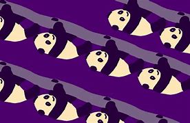 Image result for Panda Bebé