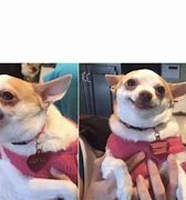 Image result for Mean Chihuahua Meme