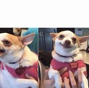 Image result for Mad Chihuahua Meme
