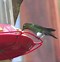 Image result for Goethalsia Trochilidae
