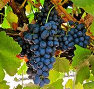 Image result for Syrah