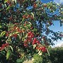 Image result for Crab Apple Tree Seeds