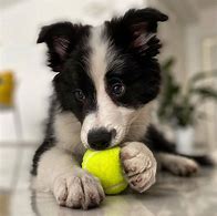 Image result for Funny Border Collie