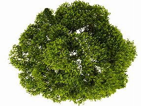 Image result for Tree Leaves Top View