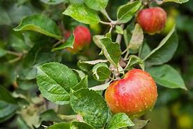 Image result for Are Jonathan Apples Sweet