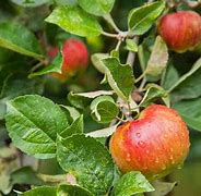 Image result for Jonathan Apple Tree