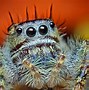 Image result for Cute Spider Face