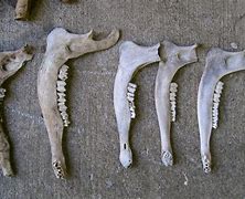 Image result for Deer Jawbone