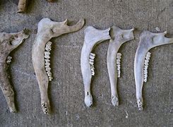 Image result for Deer Jawbone Extraction