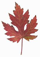 Image result for Silver Maple Leaf