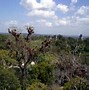 Image result for Tikal Temple V