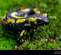 Image result for European Fire Salamander