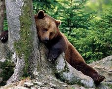 Image result for Russia Animals