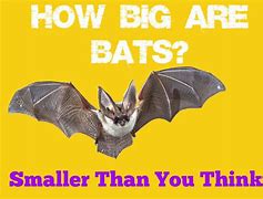 Image result for Large Bat