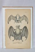 Image result for Vintage Bat Anatomy