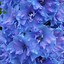 Image result for DELPHINIUM IN CULTIVARS