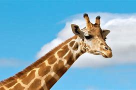 Image result for What Do Giraffes Look Like