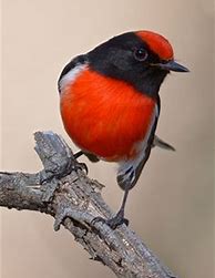 Image result for A Red Robin