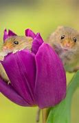Image result for Wild Mice