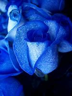 Image result for Gold Matalic Roses