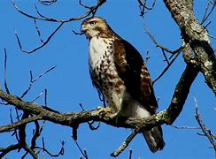Image result for Buteo jamaicensis