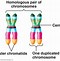 Image result for Common Features of Genes and Chromosomes