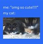Image result for Cat Meme Emotes