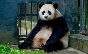 Image result for Giant Panda Sitting