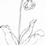 Image result for Flower Coloring Pages