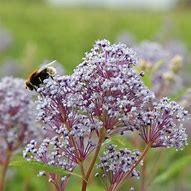 Image result for Ceanothus pallidus Marie Rose