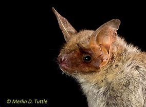 Image result for Bats Bulgaria