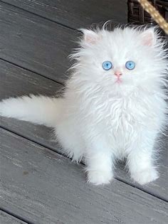Persian cat doll face , pure white for sale at Kollam, Kollam |Cats