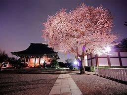 Image result for Cherry Blossom in Japan Wallpaper