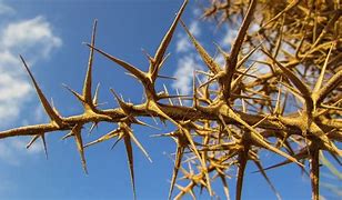 Image result for Plants with Sharp Thorns